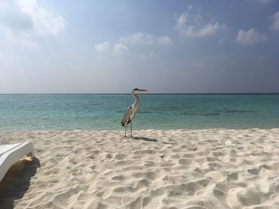 Strand Summer Island Maldives
