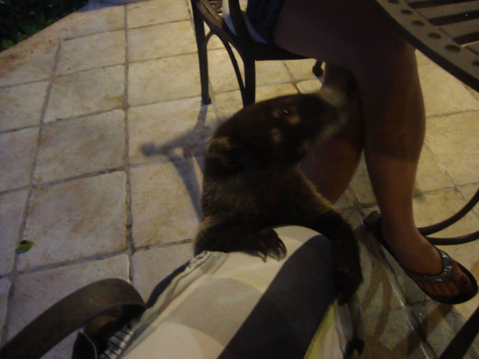 Hotel Catalonia Playa Maroma Catalonia Playa Maroma