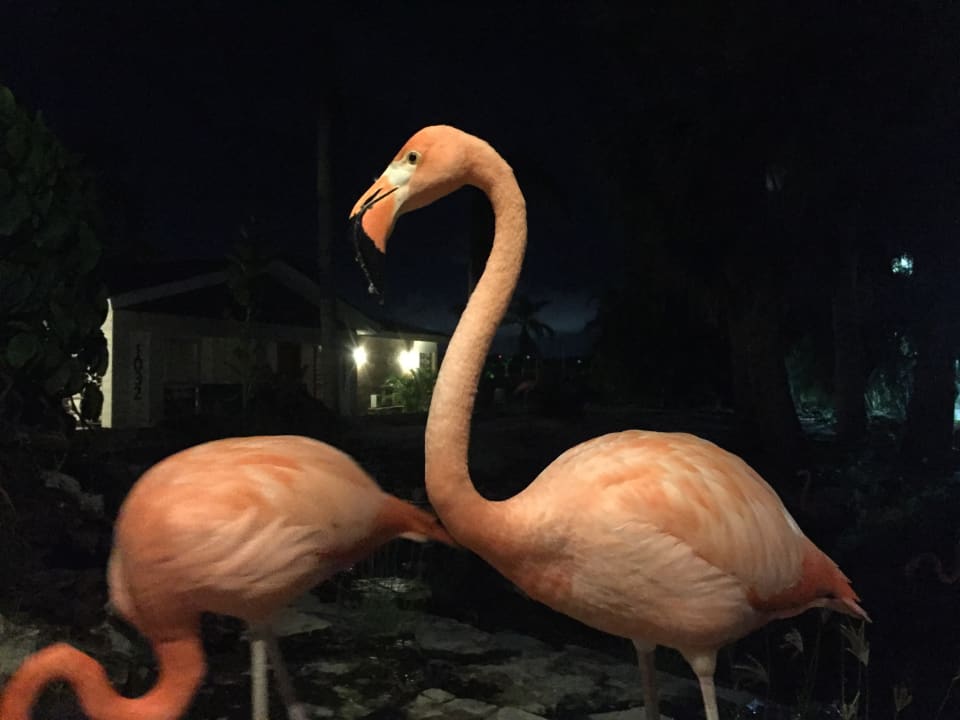 Sonstiges Villas Bavaro Resort & Spa