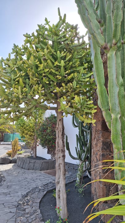 Gartenanlage allsun App.-Hotel Albatros