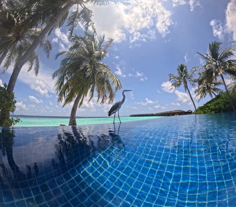 Pool Vilamendhoo Island Resort & Spa