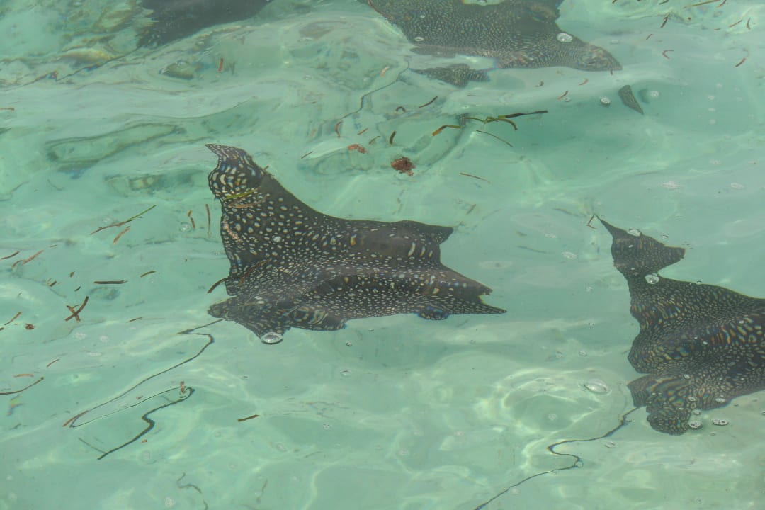 Schwarm Adlerrochen Adaaran Select Hudhuran Fushi - Premium All Inclusive