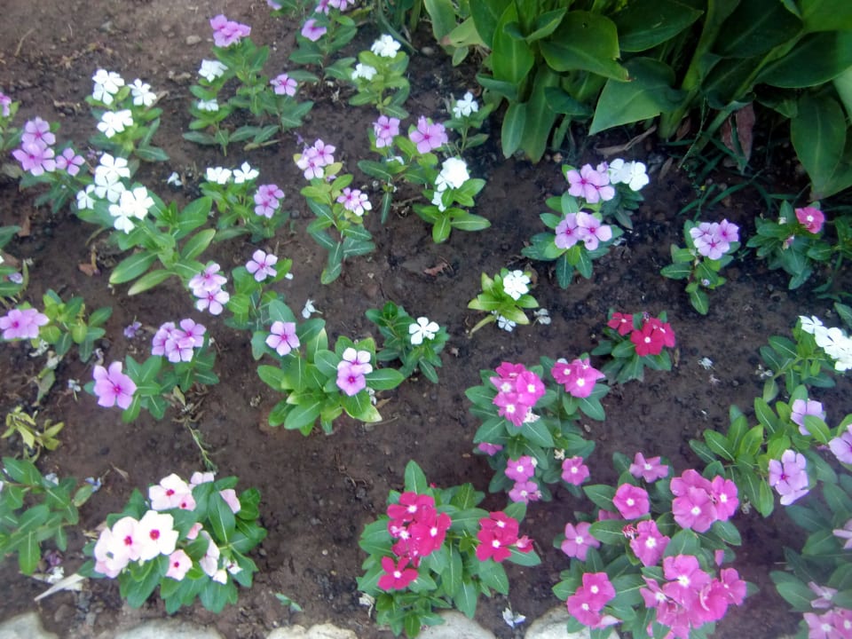 Frisch gepflanzte Blumen auf dem Weg zum Pool Belek Beach Resort Hotel