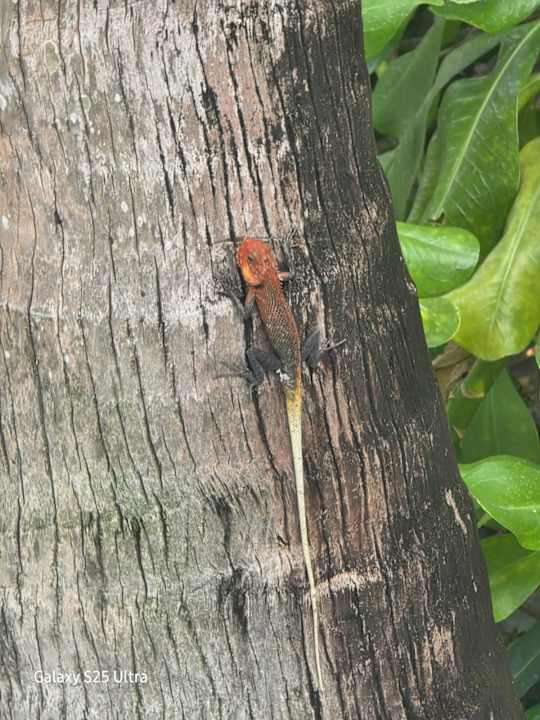 Sonstiges Cocoon Maldives