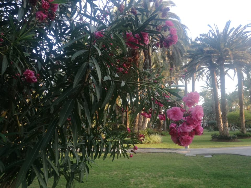 Gartenanlage Hotel Riu Palace Oasis