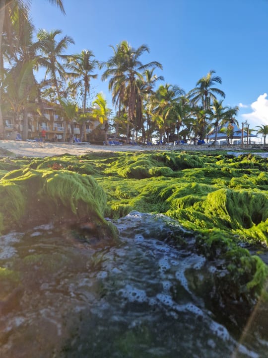 Strand Hotel Viva Dominicus Beach by Wyndham - All Inclusive Resort