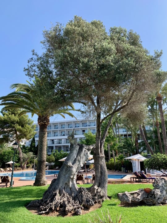 Pool THB Los Molinos - Adults only