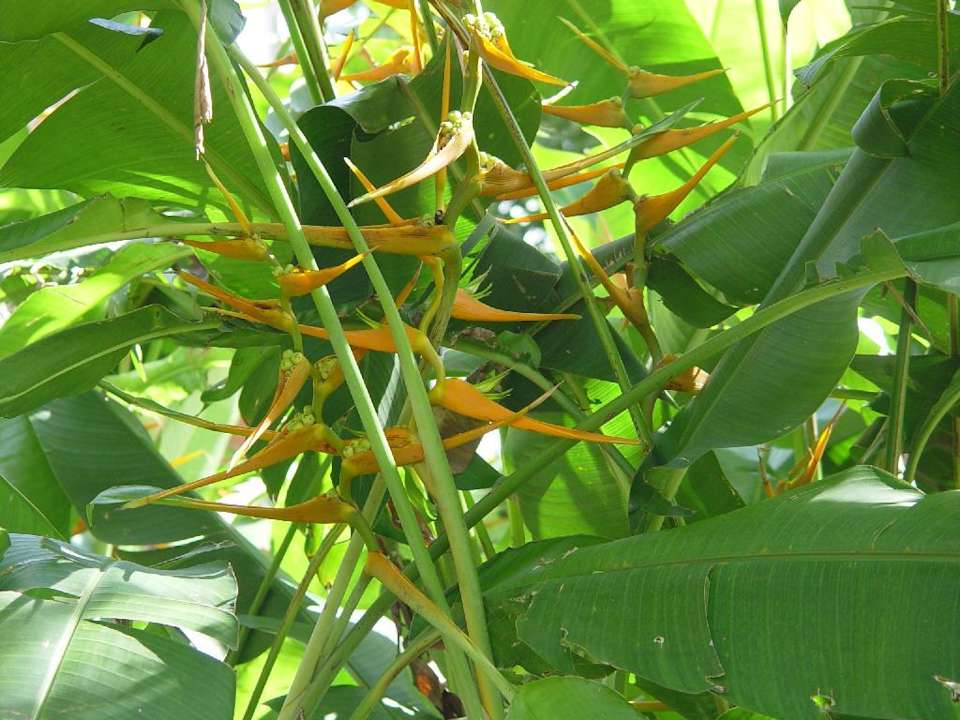 Strelizie Bel Air Collection Resort & Spa Riviera Maya