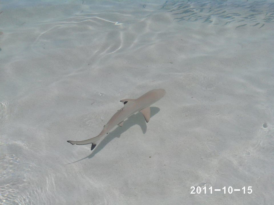 Sharks in front of Our WaterVilla  Meeru Maldives Resort Island