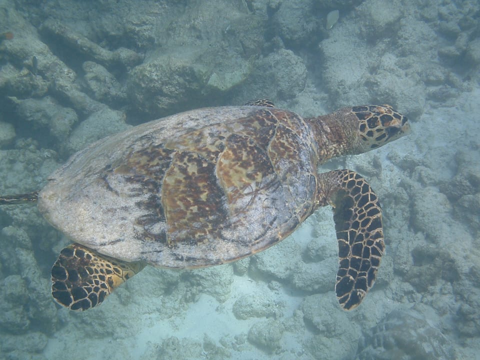 Schildröte am Hausriff Kuredu Island Resort & Spa