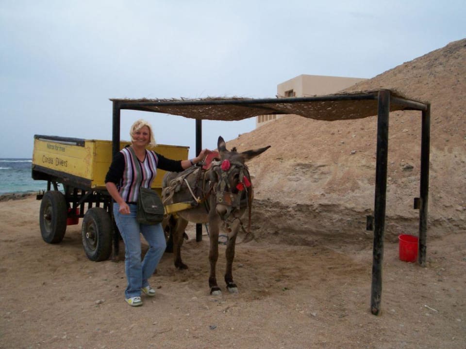 Главный дайвер в мадинат корайя Jaz Dar EL Madina