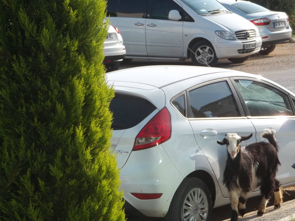 Przed wejściem Alan Xafira Deluxe Resort & Spa