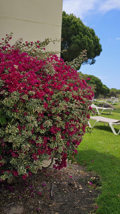 Gartenanlage AP Adriana Beach Resort