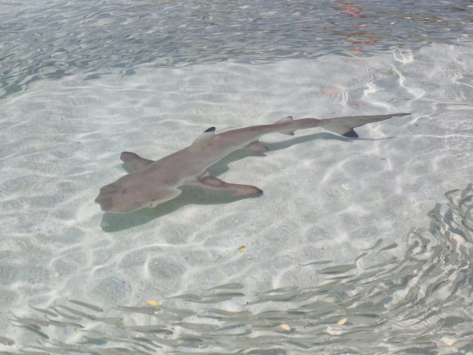 Strand Summer Island Maldives