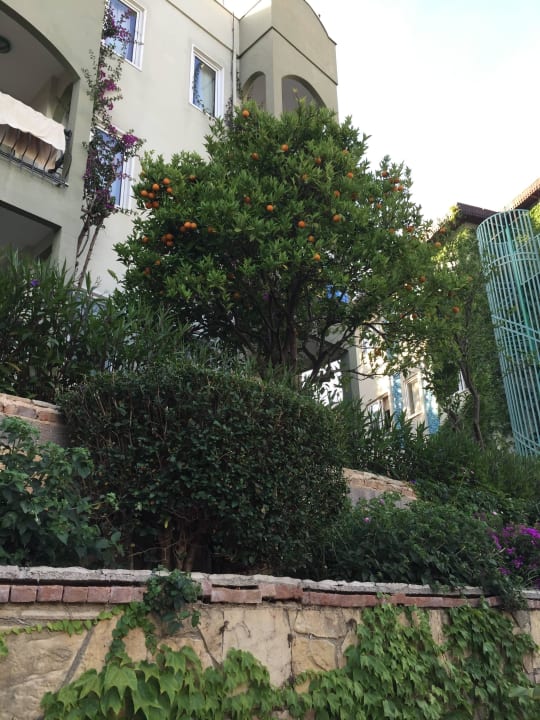 Noch Orangen am Baum Hotel Gardenia Beach