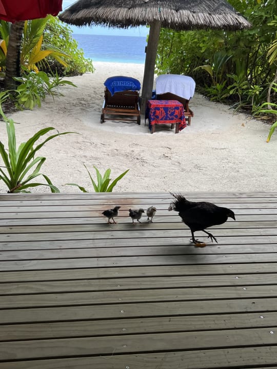 Sonstiges ROBINSON MALDIVES