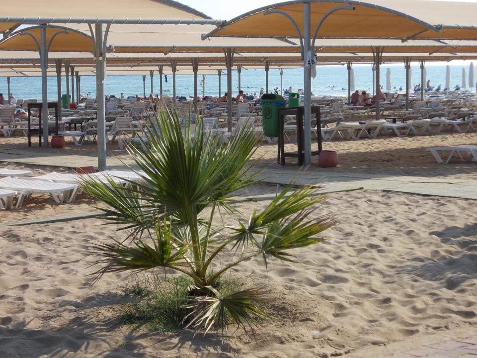 Liegen Hane Family Resort