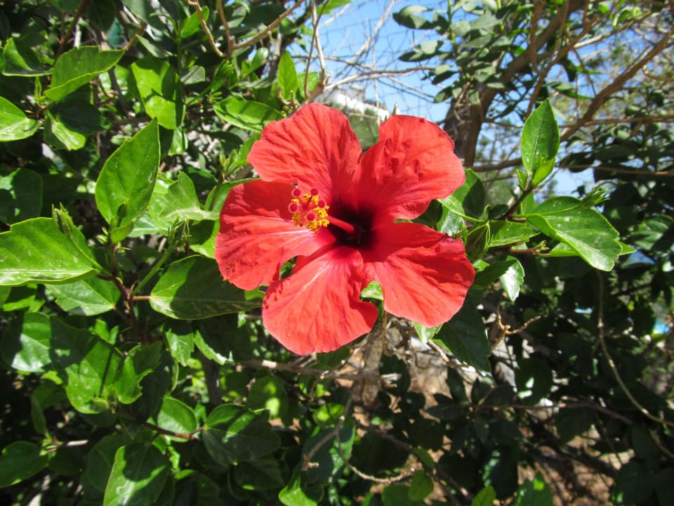 Tolle Blumen in der Anlage Grand Hotel Holiday Resort