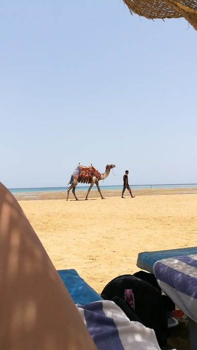 Sonstiges Swisstouch Oriental Resort Marsa Alam