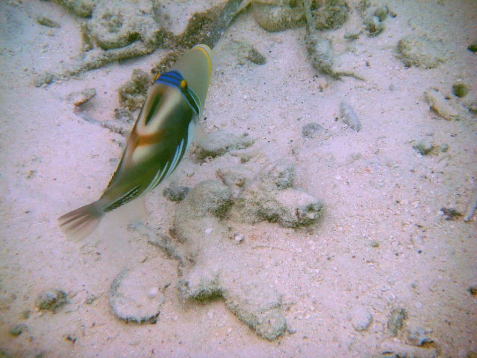 Schöner, bunter Fisch Summer Island Maldives