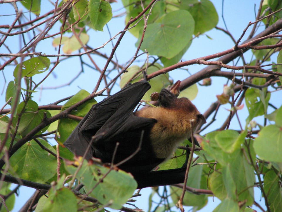 Zwierzaki 2 Adaaran Select Meedhupparu Island Resort - Premium All Inclusive