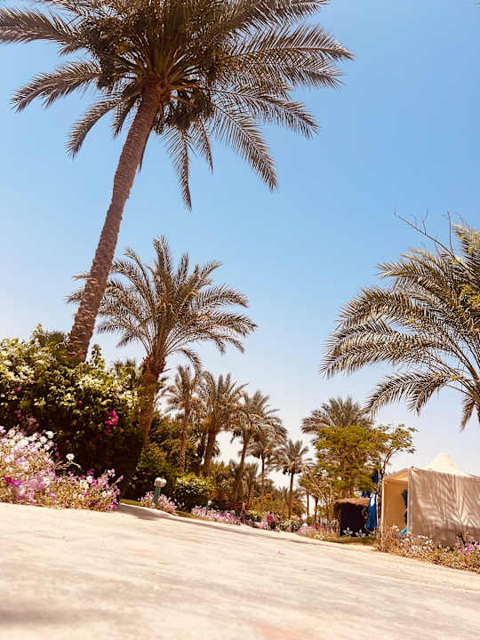 Gartenanlage Desert Rose
