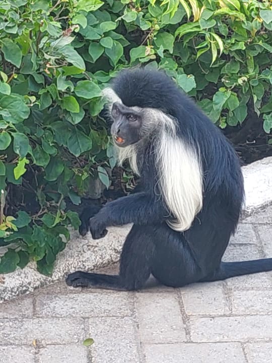 Gartenanlage Hotel Diani Sea Lodge