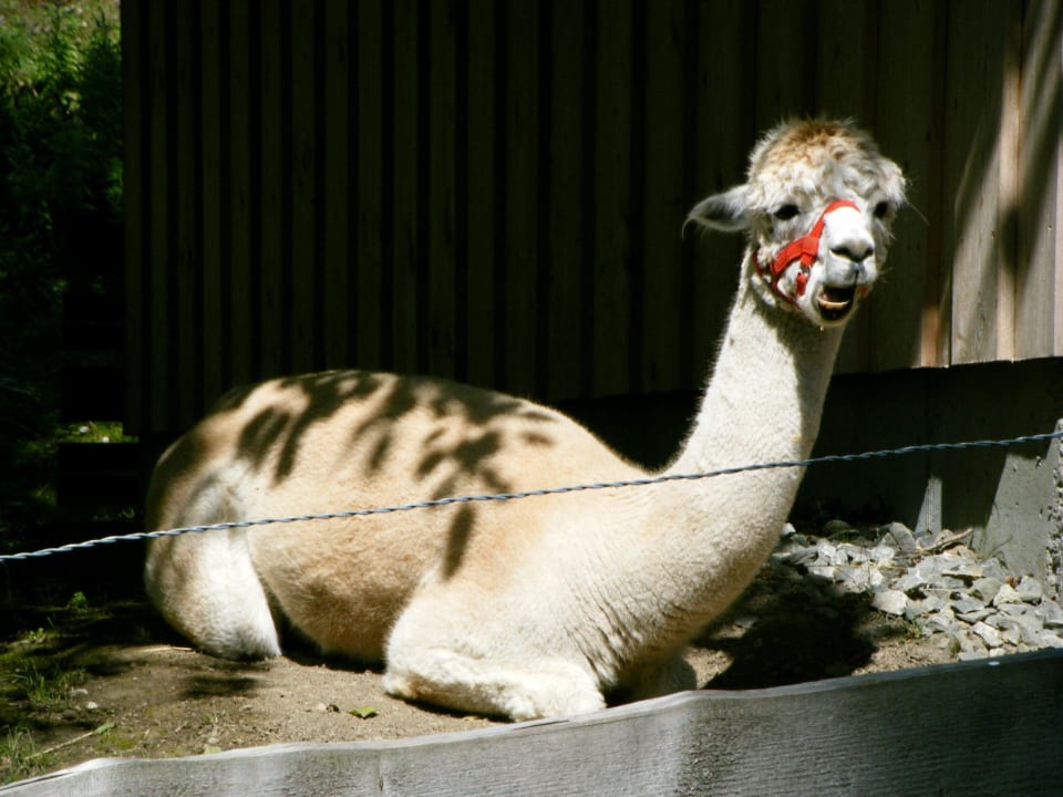 Alpaka Picasso Oberjoch - Familux Resort