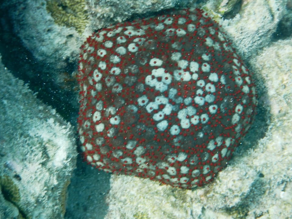 Sport & Freizeit NH Collection Maldives Reethi Resort