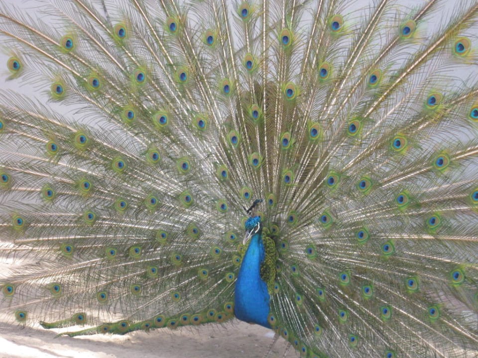 Pfau im Mini-Zoo Blue Waters Club