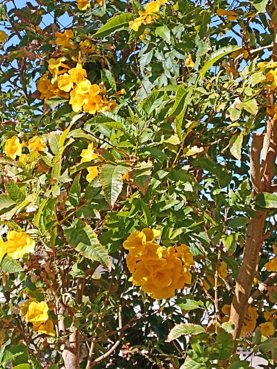 Gartenanlage Jaz Solaya