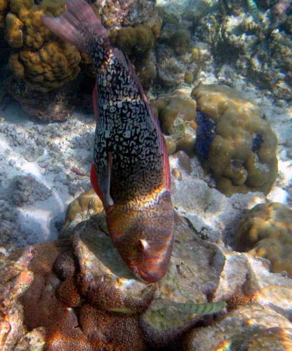 Fisch am Riff NH Collection Maldives Reethi Resort