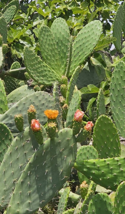 Gartenanlage AP Adriana Beach Resort