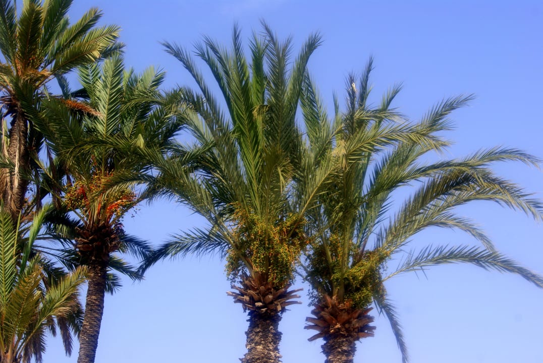 Poolanlage El Mouradi Club Kantaoui