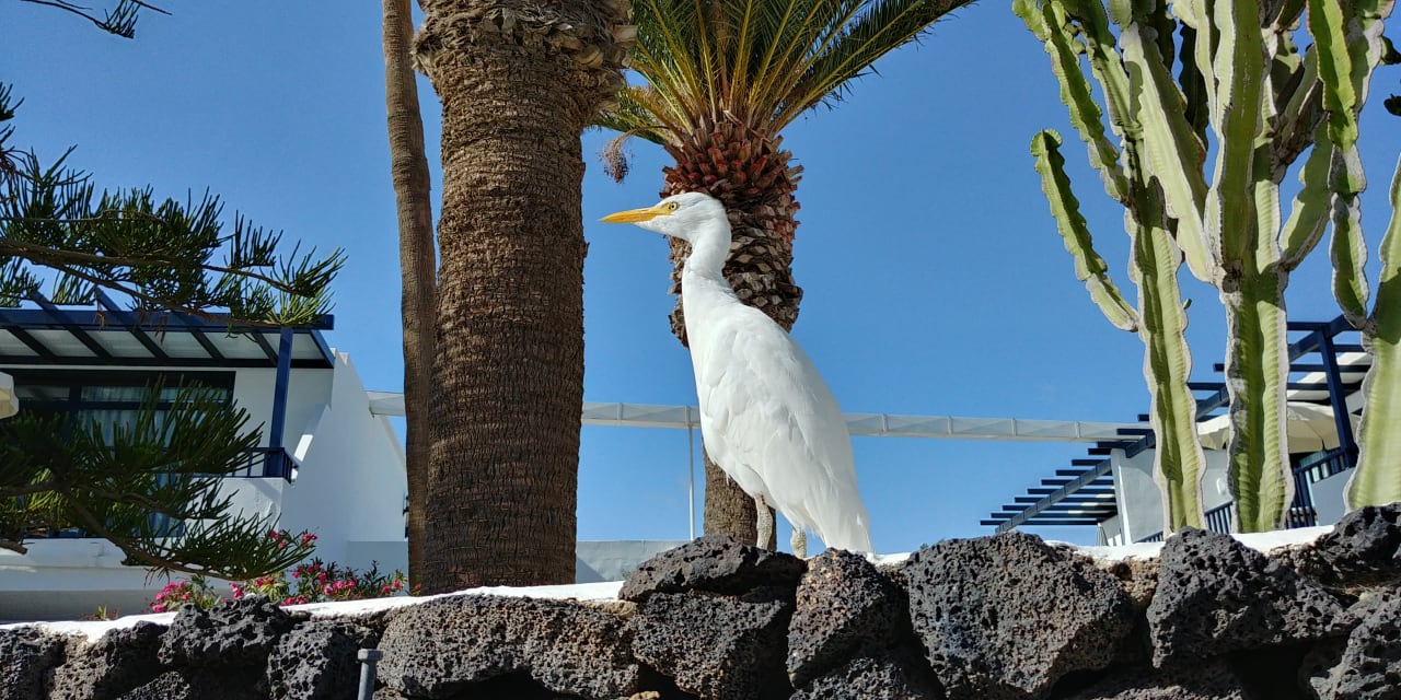 Gartenanlage Bungalows & Appartements Playamar