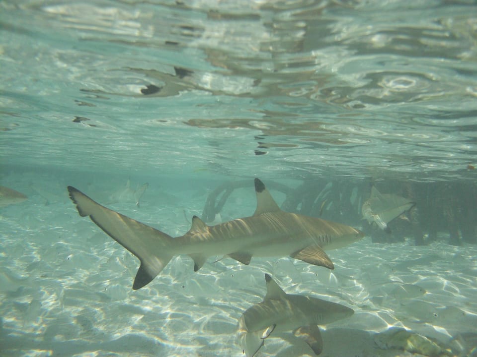 Babyhaie im seichten Wasser Kuredu Island Resort & Spa