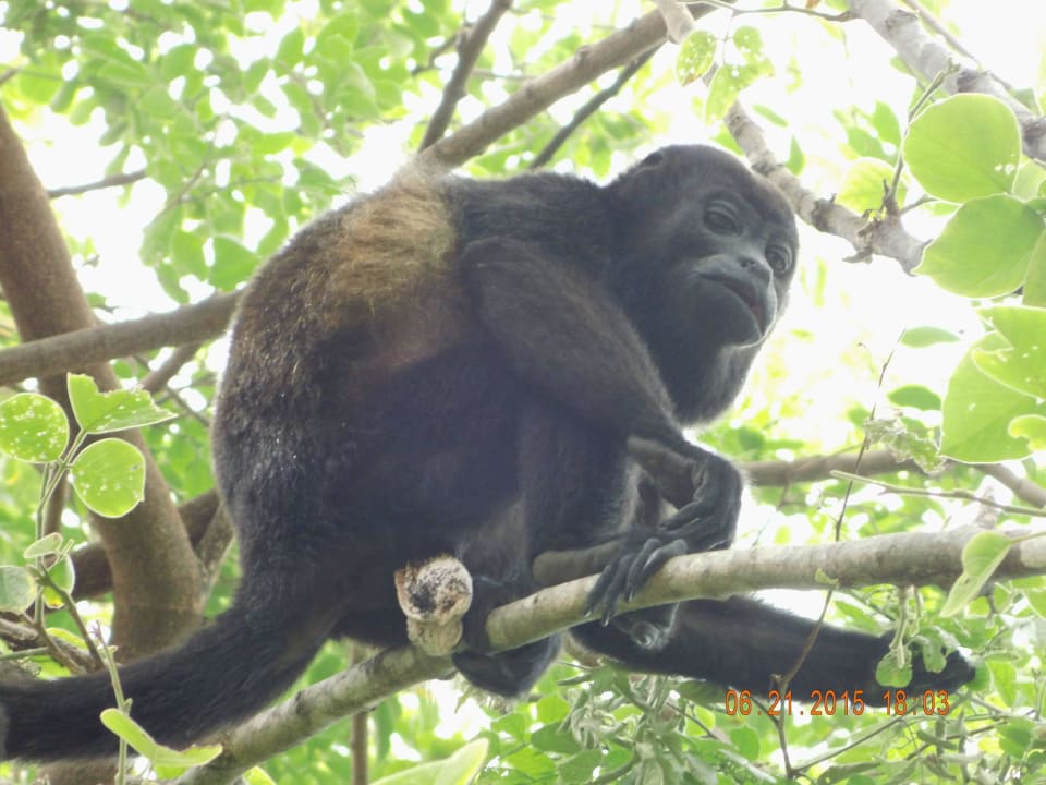 Wir wurden beobachtet Occidental Tamarindo