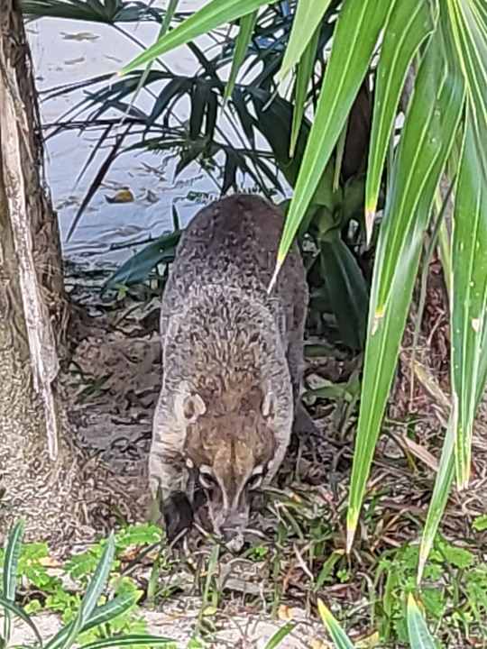 Gartenanlage Viva Azteca by Wyndham - All Inclusive Resort