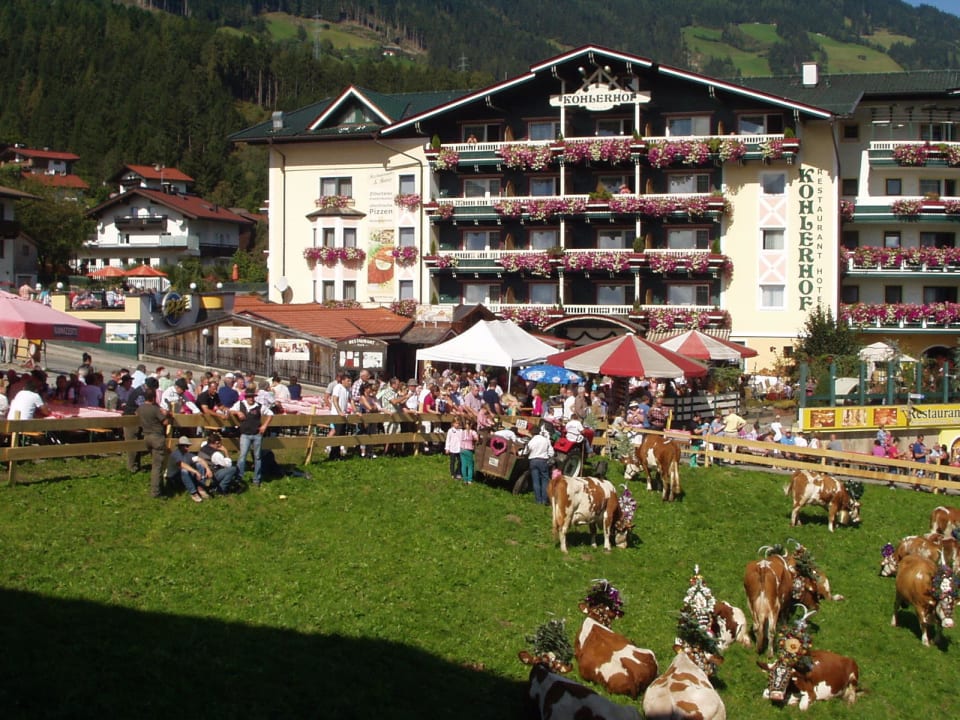 Almabtrieb mit Wiese vorm Hotel Hotel Kohlerhof