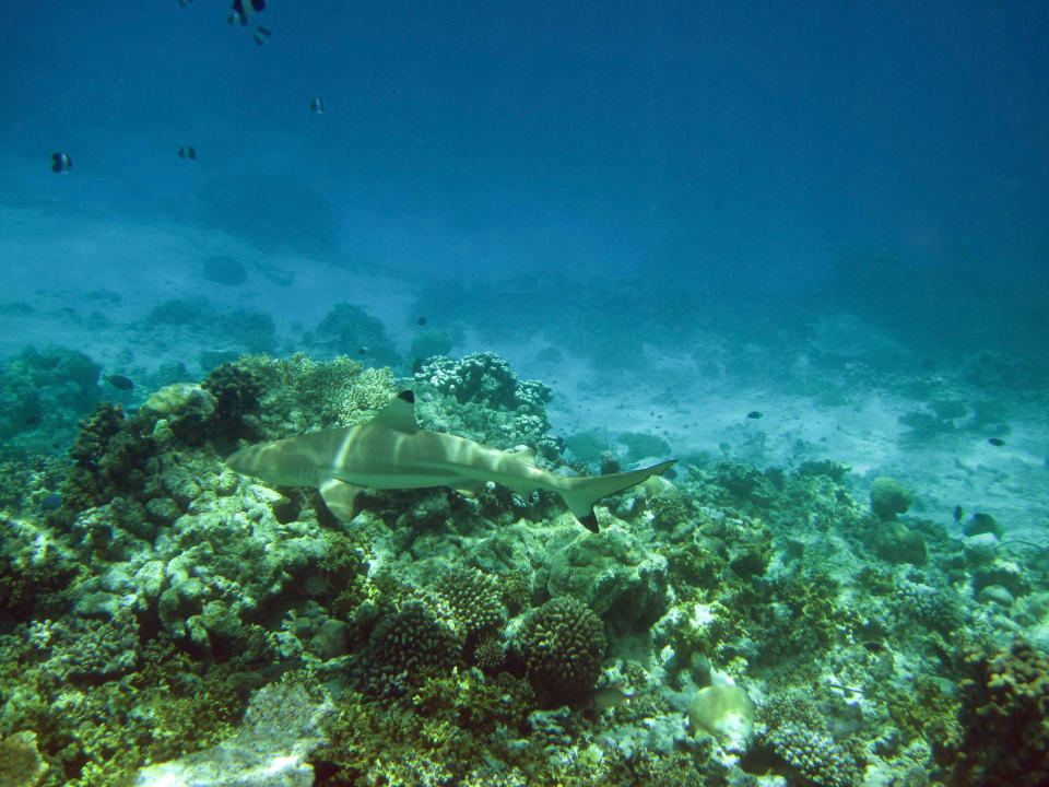 Das ist "Homer" Kuramathi Maldives