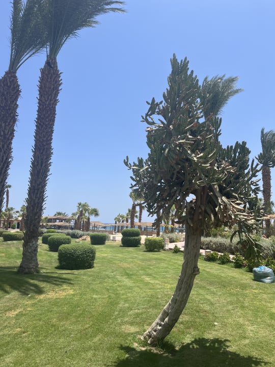 Gartenanlage Lotus Bay Beach Resort