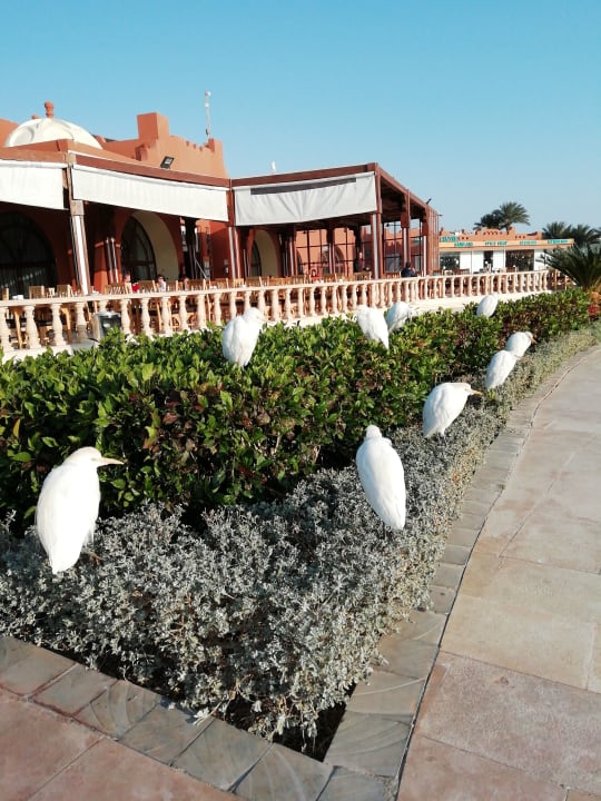Außenansicht SUNRISE Royal Makadi Resort