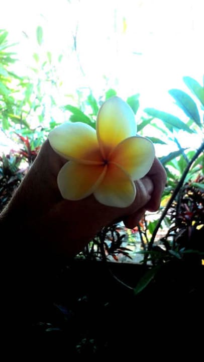 Frangipani Kelapa Retreat & Spa