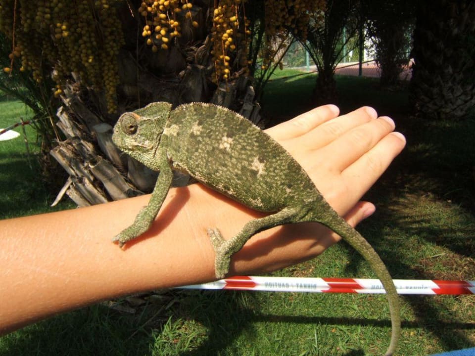Exotische Tierwelt im Botanischen Garten Labranda Alantur Resort