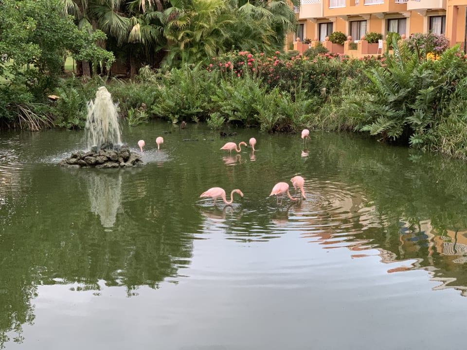 Gartenanlage Hotel Viva Dominicus Beach by Wyndham - All Inclusive Resort