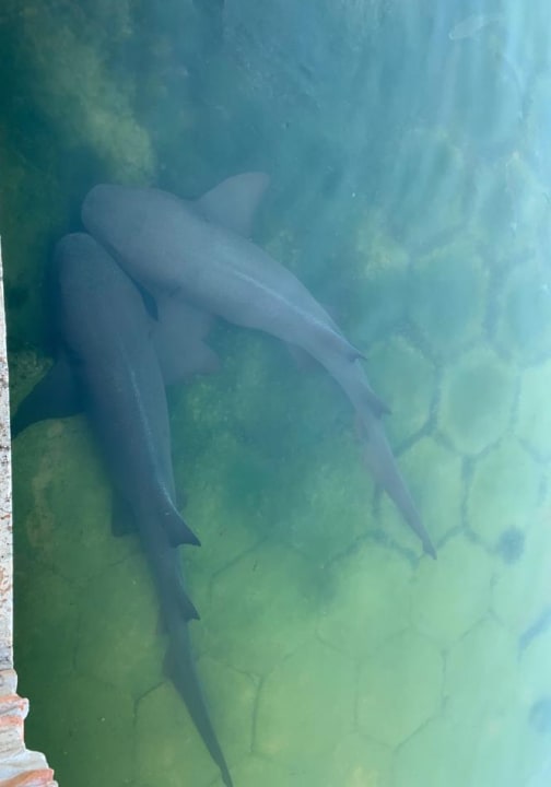 Gartenanlage Melia Las Antillas - Adults only