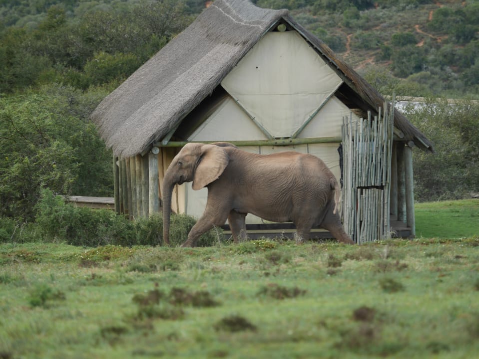 Außenansicht Hotel Gorah Elephant Reserve