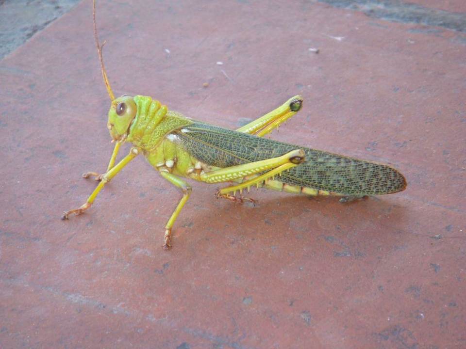Besuch am Zimmer Hotel Costa Caribe Beach