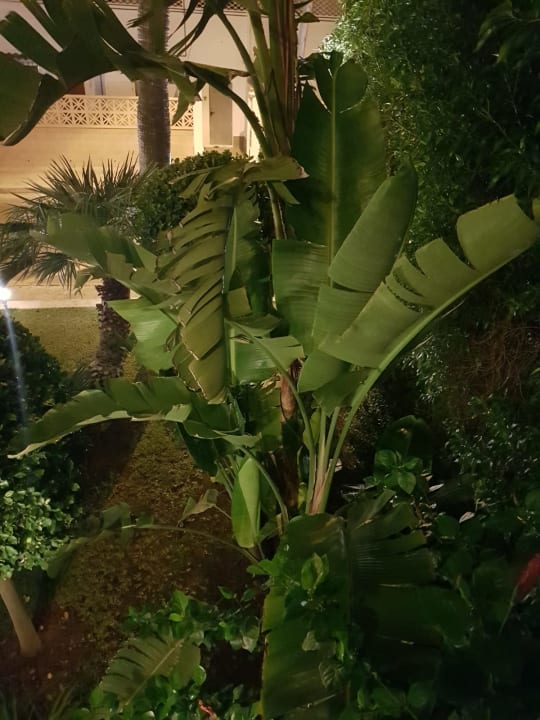 Gartenanlage Roc Oberoy