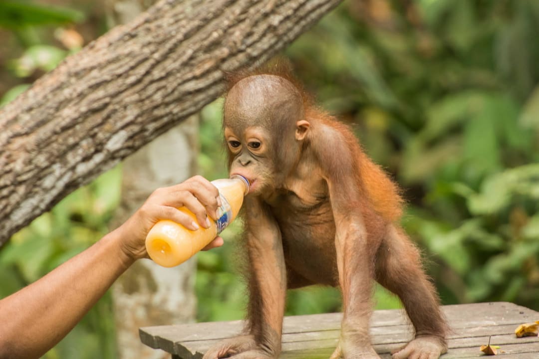 Orang-Utan  Shangri-La's Rasa Ria Resort & Spa